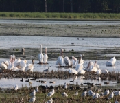 MNRiverPelicans 2014 09 053